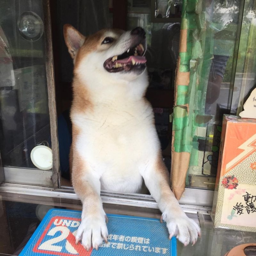 Shiba Inu del puesto callejero de Tokio se retira después de años de servicio