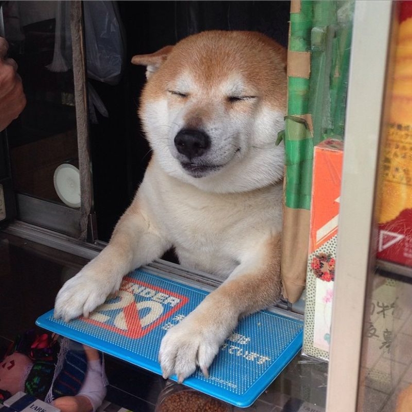Shiba Inu del puesto callejero de Tokio se retira después de años de servicio
