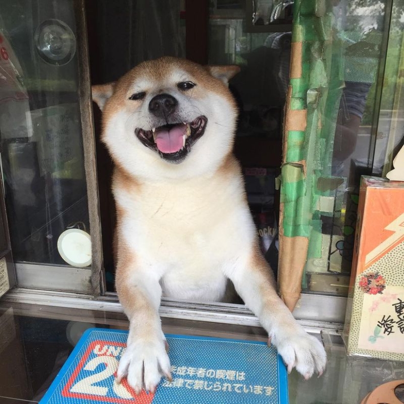 Shiba Inu del puesto callejero de Tokio se retira después de años de servicio