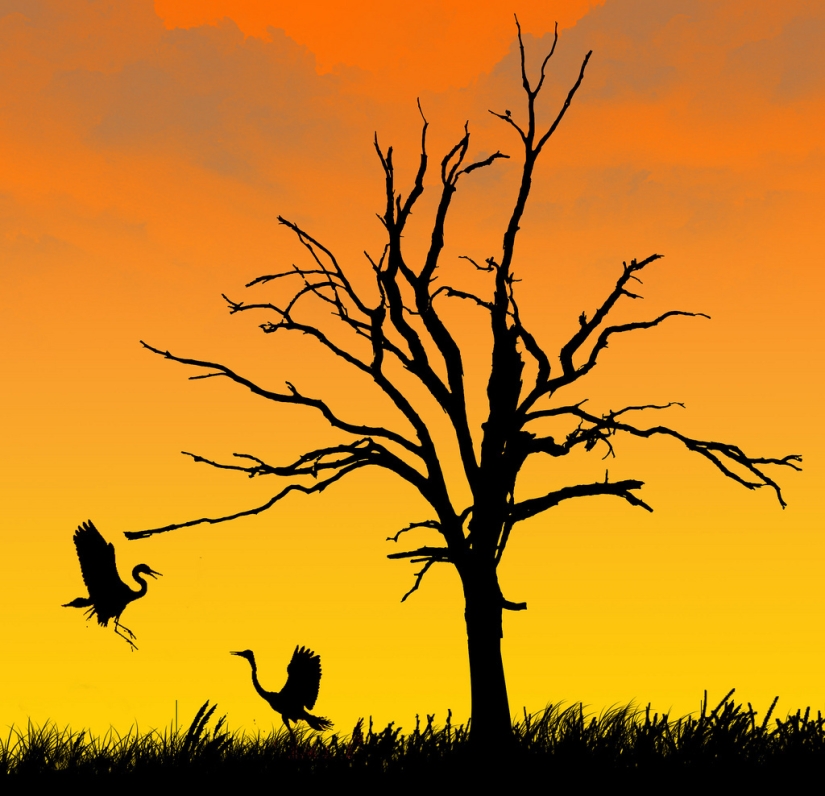 Silhouettes from photographer Navid Mugal