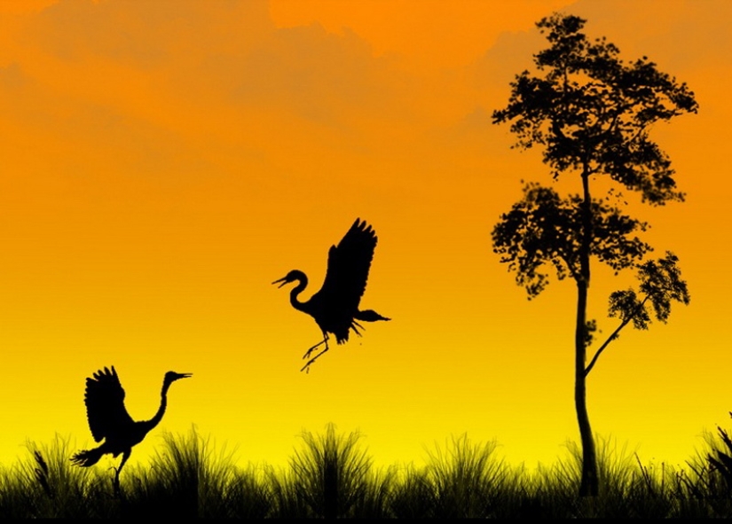 Silhouettes from photographer Navid Mugal