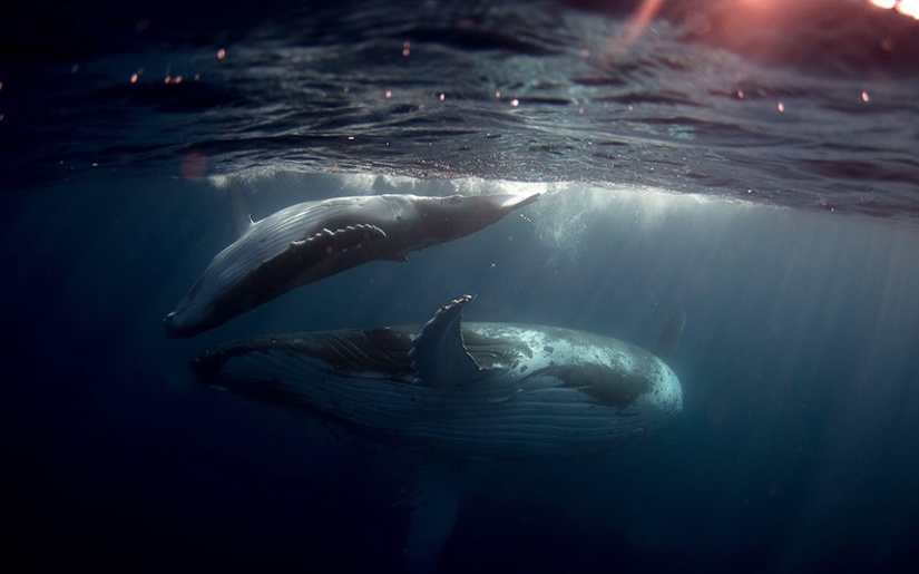 Sincronicidad: el mundo submarino de Mikaela Skovranova