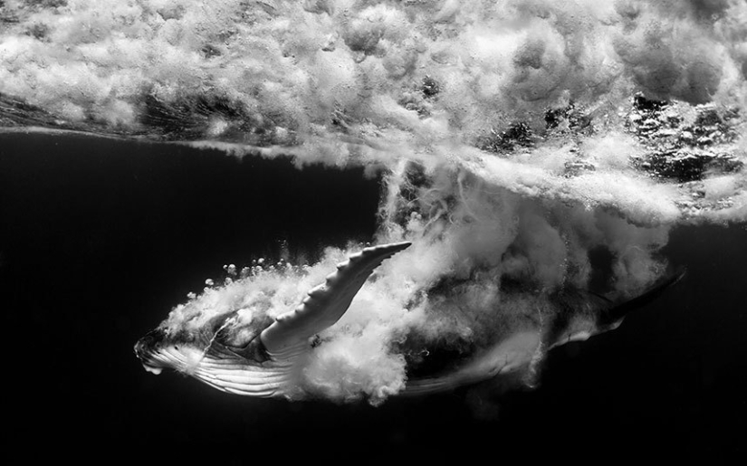 Sincronicidad: el mundo submarino de Mikaela Skovranova