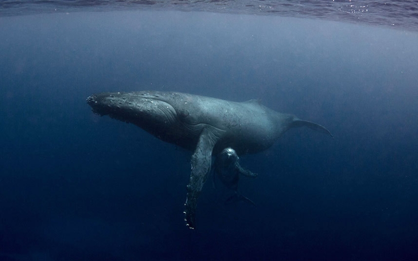 Sincronicidad: el mundo submarino de Mikaela Skovranova