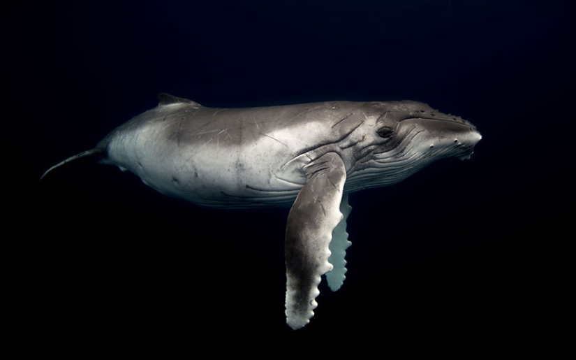 Sincronicidad: el mundo submarino de Mikaela Skovranova