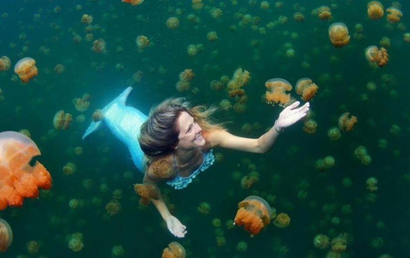 sirena profesional