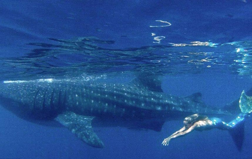 sirena profesional
