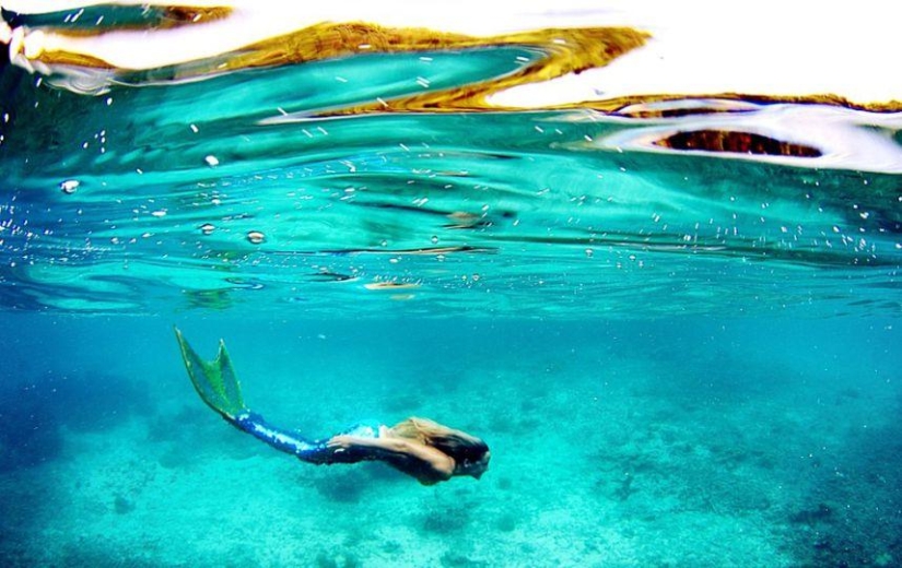 sirena profesional