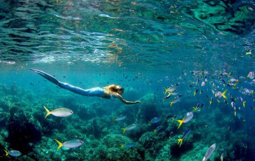 sirena profesional