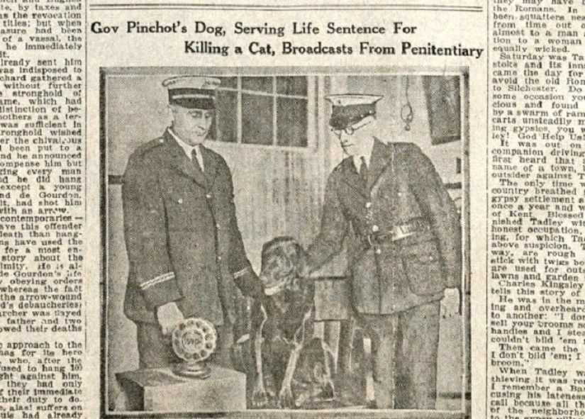 Sit down! The story of the dog Pepa, who received a life sentence because of a fake accusation