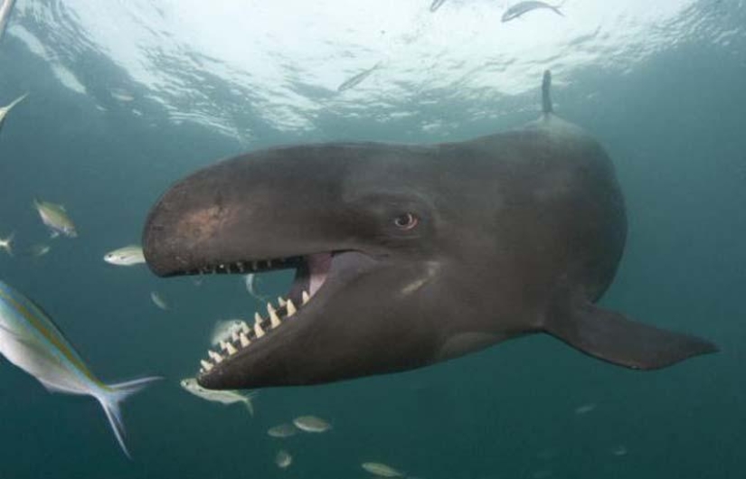Smiling whale