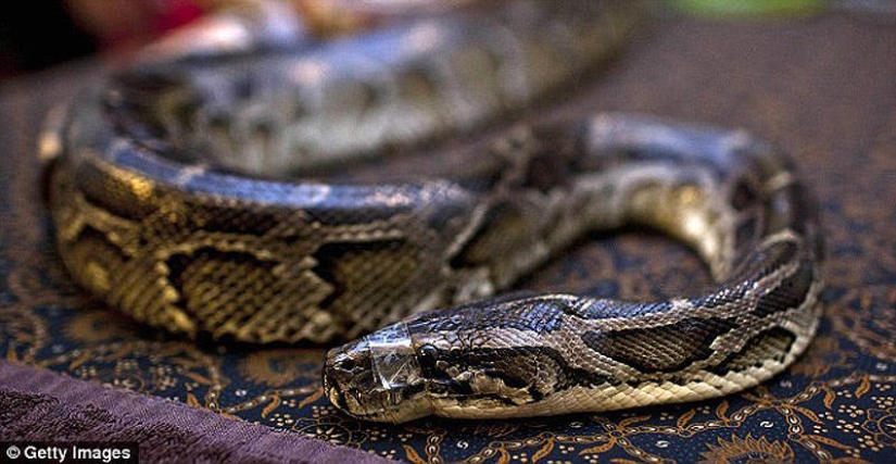 snake massage