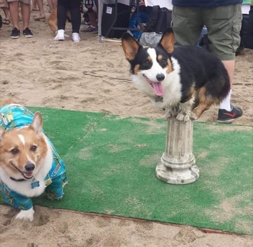 So many cute corgis you've never seen before So many cute corgis you've never seen before