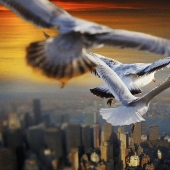 Soaring above the ground like a bird