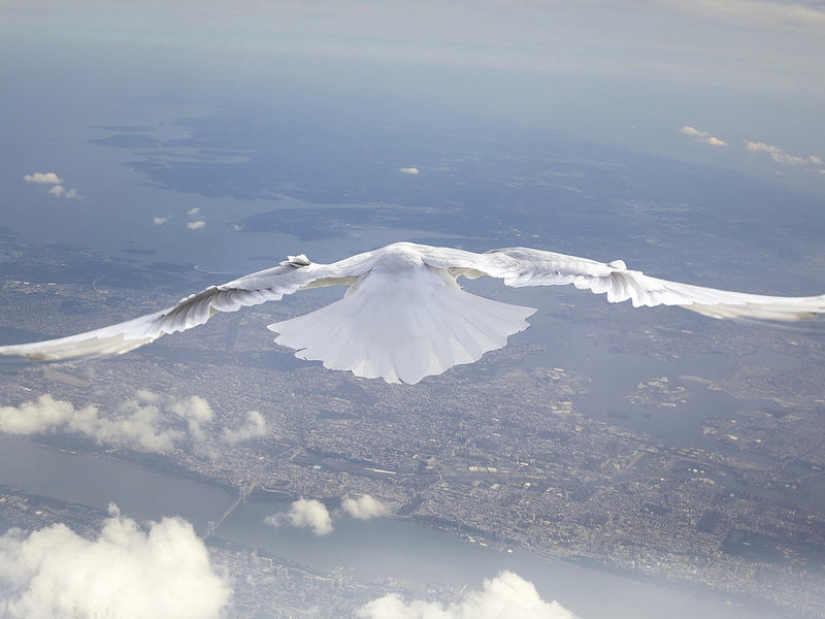 Soaring above the ground like a bird