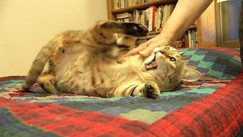 Soldado estadounidense trajo un gato de Afganistán