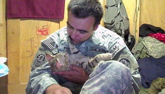 Soldado estadounidense trajo un gato de Afganistán