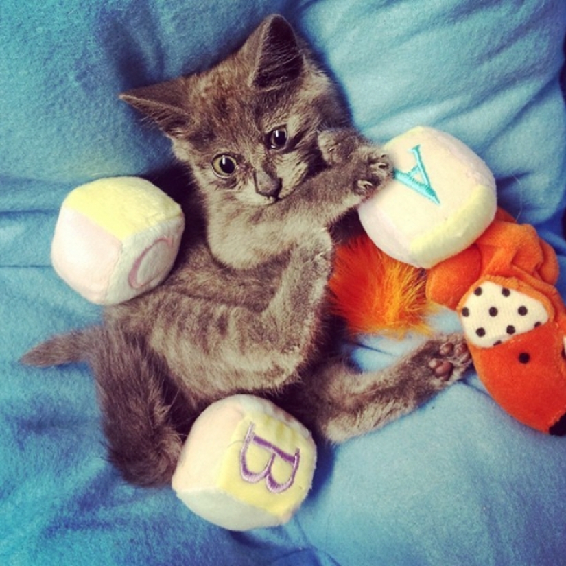 Something is wrong with Kevin: this cat always looks surprised