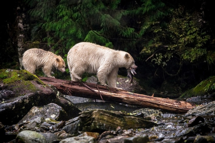 Sony World Photography Awards 2015 - The cream of the crop of photography throughout the year Sony World Photography Awards 2015 - The cream of the crop of photography throughout the year