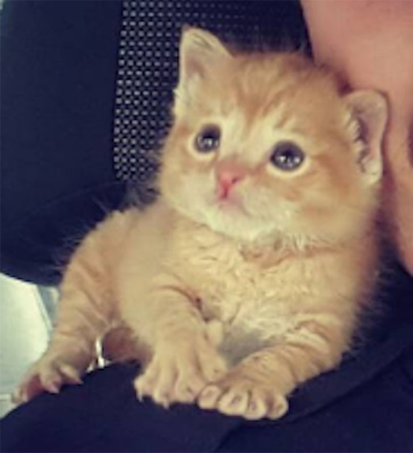South Carolina Cop Rescues a Kitten and Takes Him on as a Partner