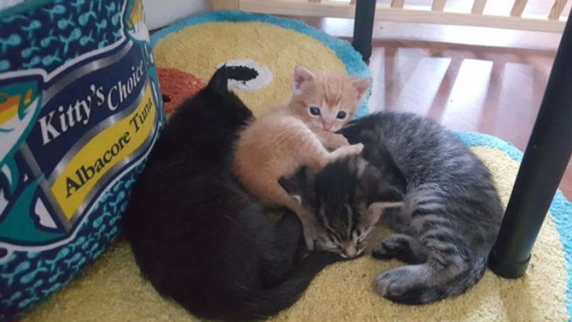 South Carolina Cop Rescues a Kitten and Takes Him on as a Partner