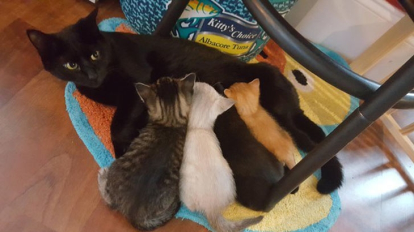 South Carolina Cop Rescues a Kitten and Takes Him on as a Partner