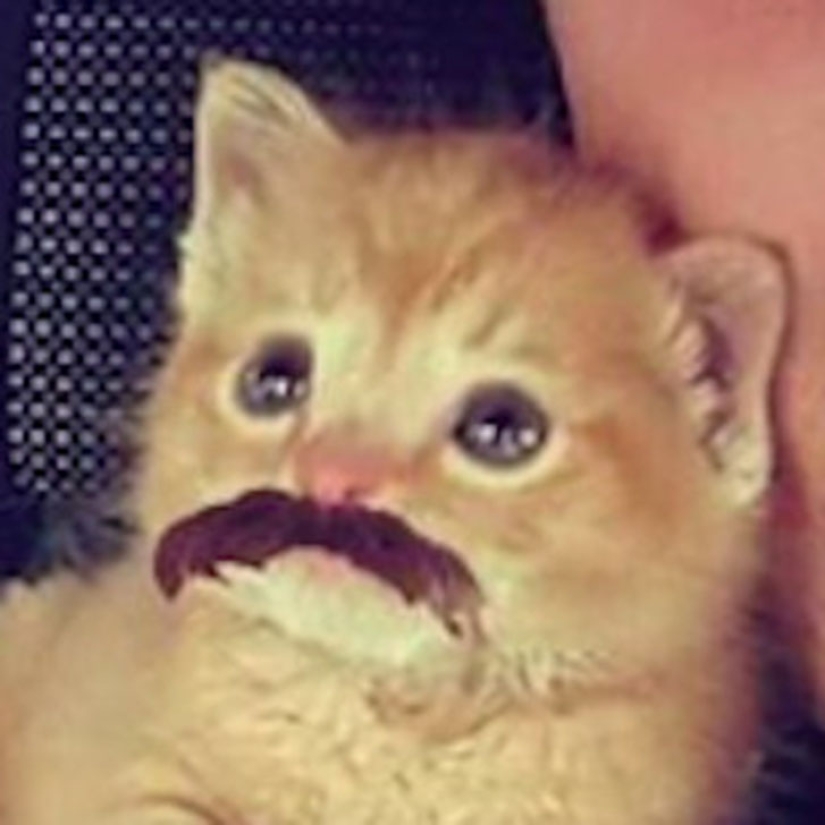 South Carolina Cop Rescues a Kitten and Takes Him on as a Partner