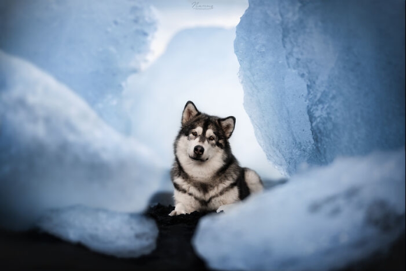Soy fotógrafo de perros y aquí están 20 de mis mejores fotografías tomadas en Islandia