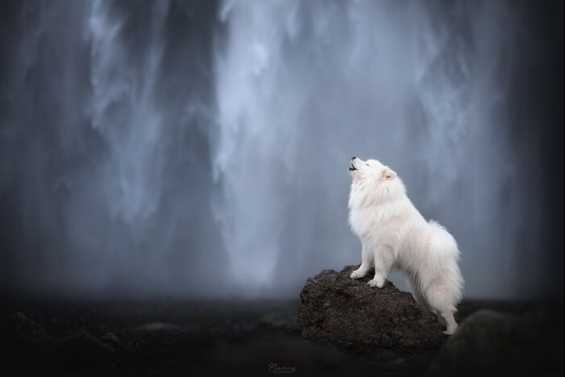 Soy fotógrafo de perros y aquí están 20 de mis mejores fotografías tomadas en Islandia