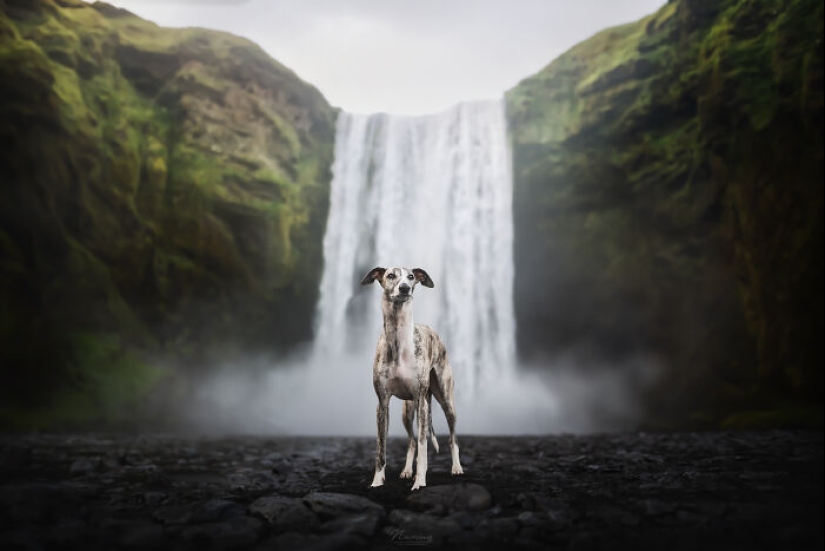 Soy fotógrafo de perros y aquí están 20 de mis mejores fotografías tomadas en Islandia