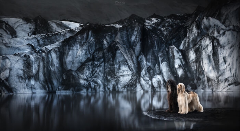 Soy fotógrafo de perros y aquí están 20 de mis mejores fotografías tomadas en Islandia