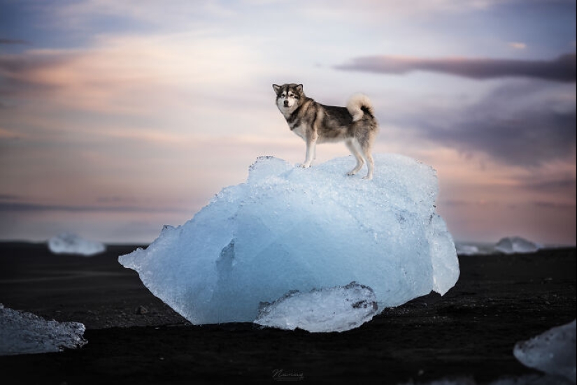 Soy fotógrafo de perros y aquí están 20 de mis mejores fotografías tomadas en Islandia