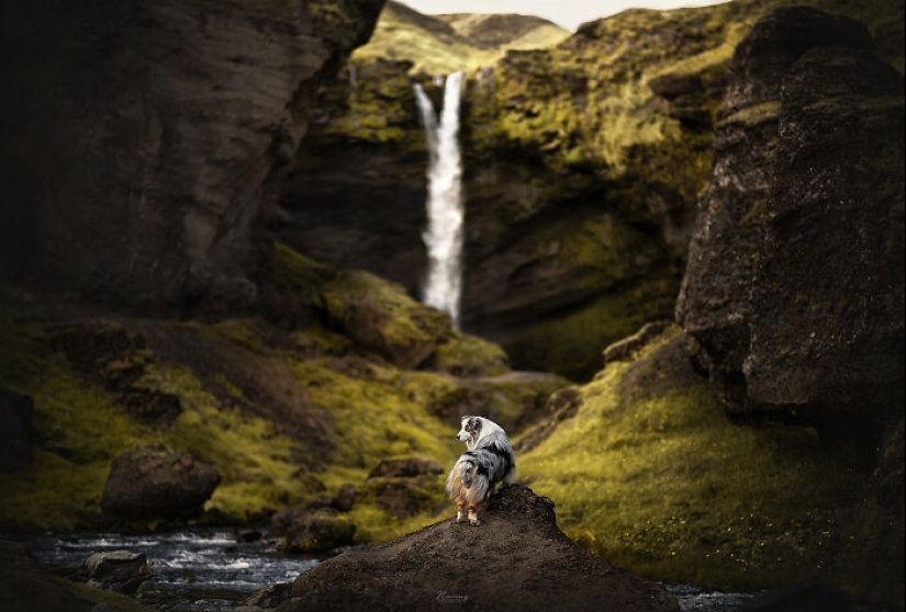 Soy fotógrafo de perros y aquí están 20 de mis mejores fotografías tomadas en Islandia