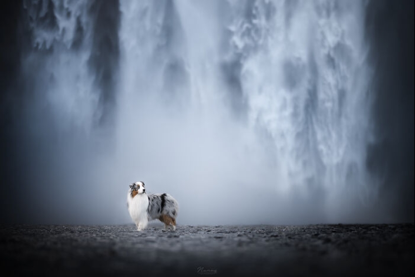 Soy fotógrafo de perros y aquí están 20 de mis mejores fotografías tomadas en Islandia