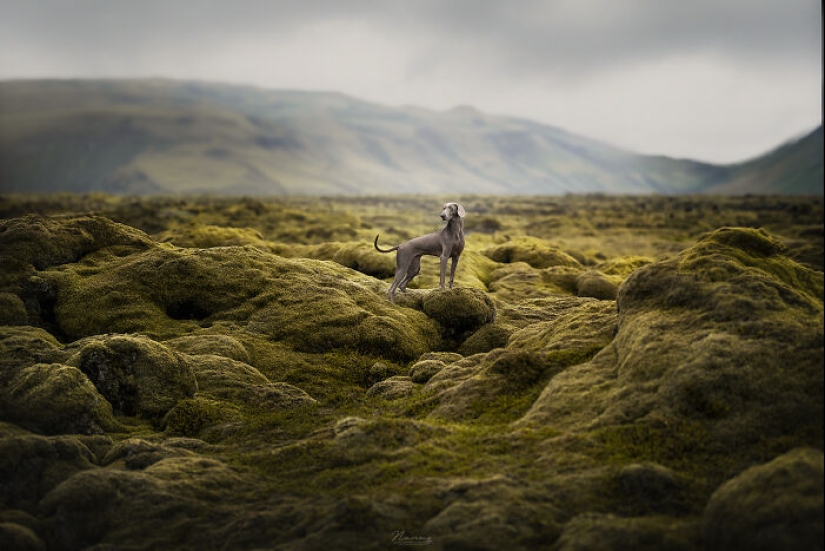 Soy fotógrafo de perros y aquí están 20 de mis mejores fotografías tomadas en Islandia