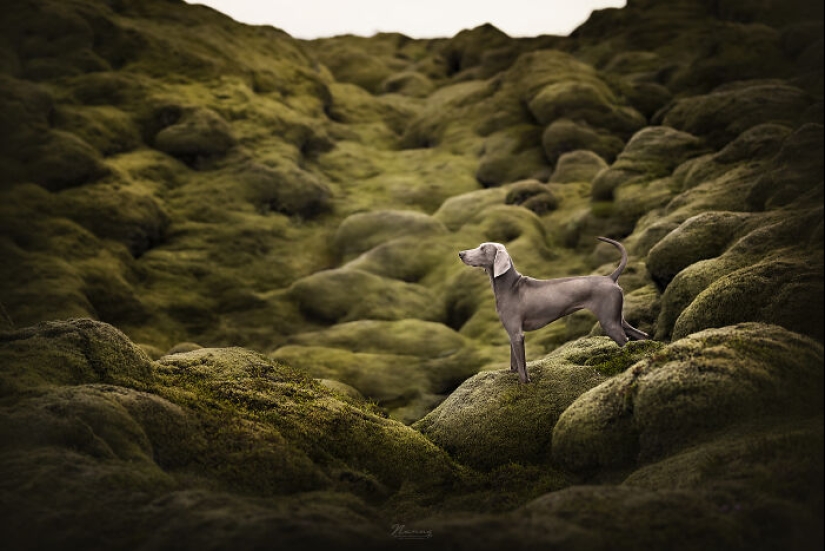 Soy fotógrafo de perros y aquí están 20 de mis mejores fotografías tomadas en Islandia