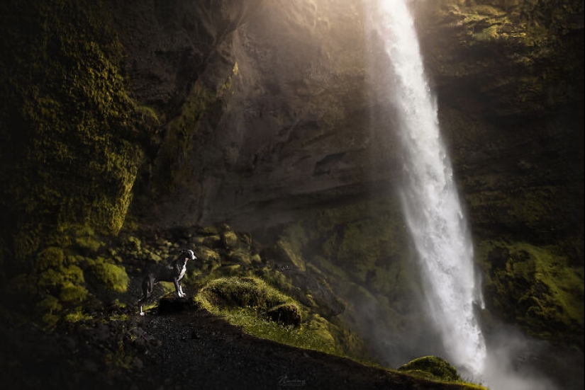 Soy fotógrafo de perros y aquí están 20 de mis mejores fotografías tomadas en Islandia