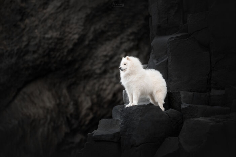 Soy fotógrafo de perros y aquí están 20 de mis mejores fotografías tomadas en Islandia