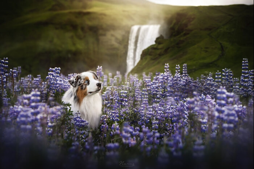 Soy fotógrafo de perros y aquí están 20 de mis mejores fotografías tomadas en Islandia