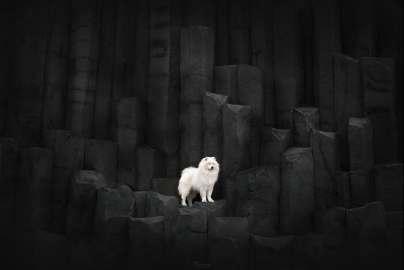 Soy fotógrafo de perros y aquí están 20 de mis mejores fotografías tomadas en Islandia