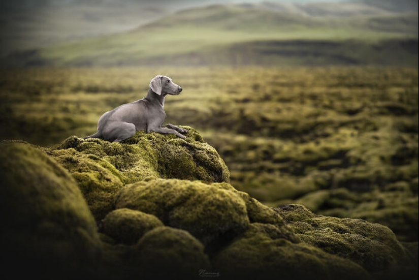 Soy fotógrafo de perros y aquí están 20 de mis mejores fotografías tomadas en Islandia