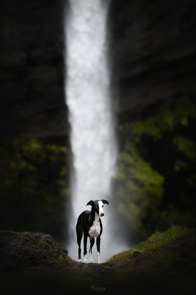 Soy fotógrafo de perros y aquí están 20 de mis mejores fotografías tomadas en Islandia