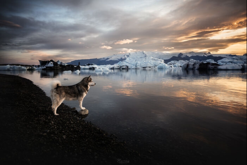 Soy fotógrafo de perros y aquí están 20 de mis mejores fotografías tomadas en Islandia