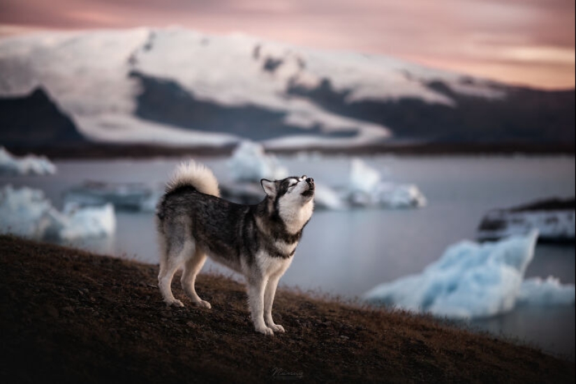 Soy fotógrafo de perros y aquí están 20 de mis mejores fotografías tomadas en Islandia