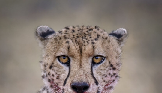 Soy un fotógrafo apasionado por la vida silvestre, la naturaleza y la conservación: aquí están mis 8 mejores fotos (Parte 2)