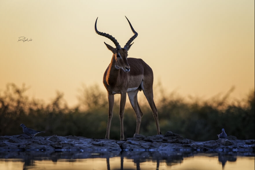 Soy un fotógrafo apasionado por la vida silvestre, la naturaleza y la conservación: aquí están mis 8 mejores fotos (Parte 2)