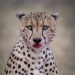 Soy un fotógrafo apasionado por la vida silvestre, la naturaleza y la conservación: aquí están mis 8 mejores fotos (Parte 2) Soy un fotógrafo apasionado por la vida silvestre, la naturaleza y la conservación: aquí están mis 8 mejores fotos (Parte 2)