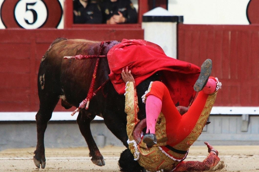 Spanish bulls win historic victory