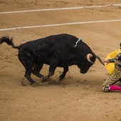 Spanish bulls win historic victory Spanish bulls win historic victory