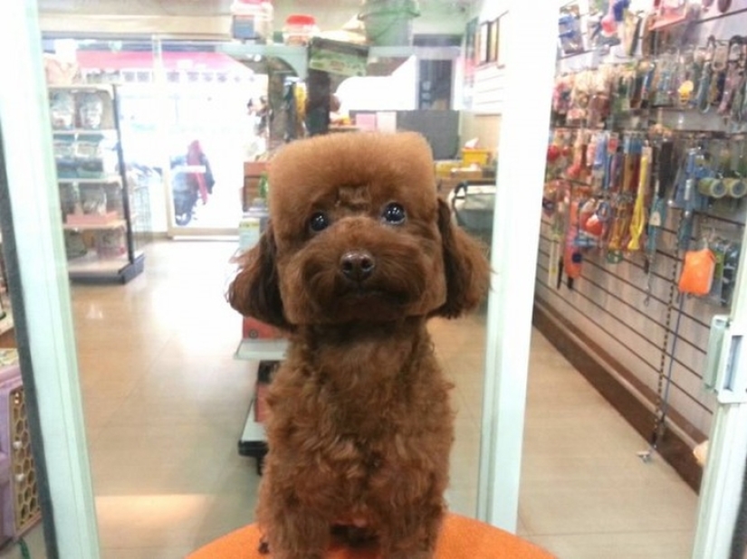 Square head: the latest trend in Taiwan